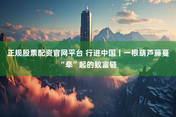 正规股票配资官网平台 行进中国丨一根葫芦藤蔓“牵”起的致富链